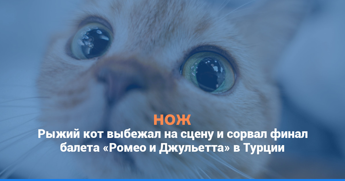 Рыжий кот выбежал на сцену и сорвал финал балета «Ромео и Джульетта» в Турции