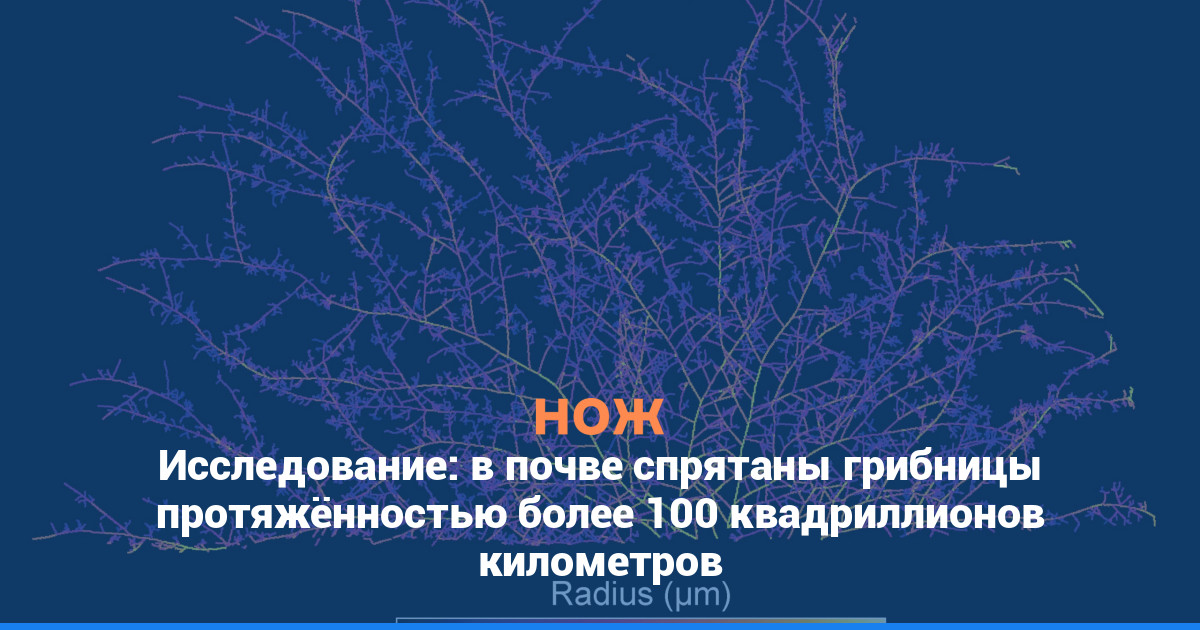 Исследование: в почве спрятаны грибницы протяжённостью более 100 квадриллионов километров