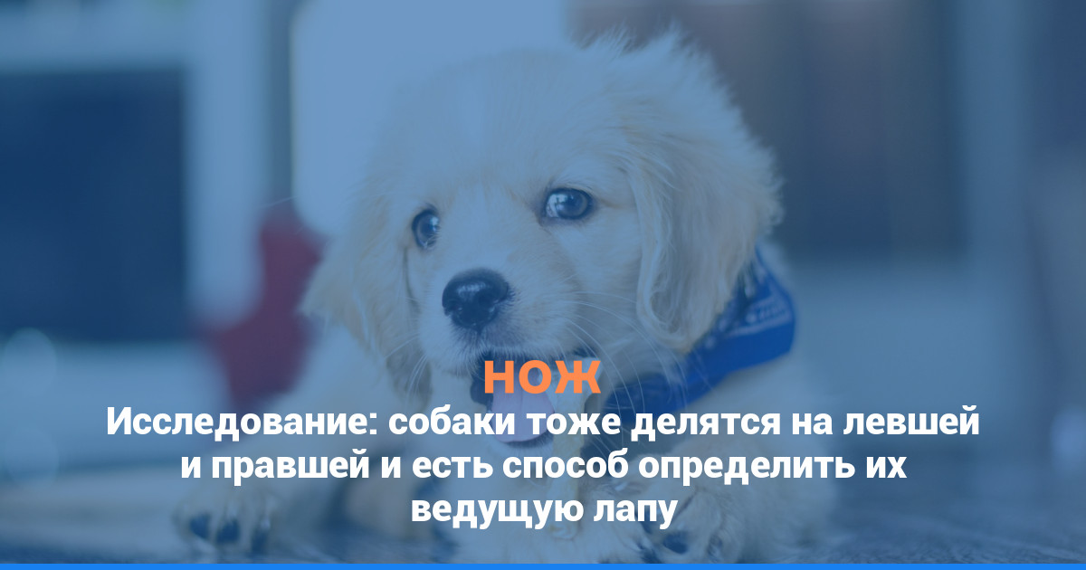 Исследование: собаки тоже делятся на левшей и правшей и есть способ определить их ведущую лапу