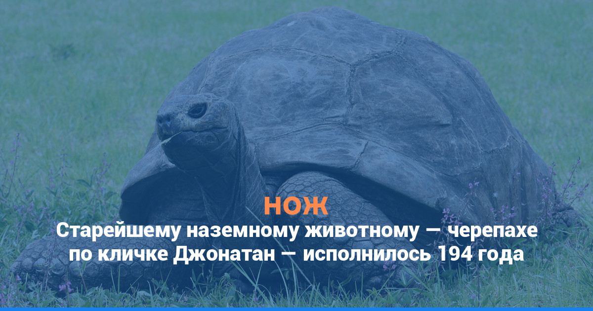 Старейшему наземному животному — черепахе по кличке Джонатан — исполнилось 194 года