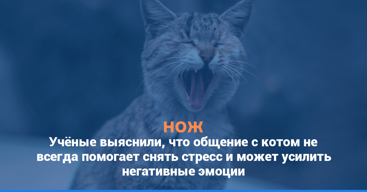 Учёные выяснили, что общение с котом не всегда помогает снять стресс и может усилить негативные эмоции