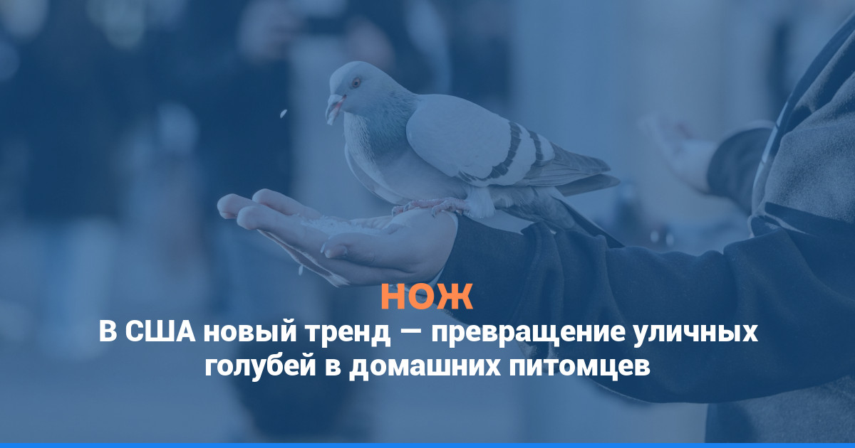 В США новый тренд — превращение уличных голубей в домашних питомцев