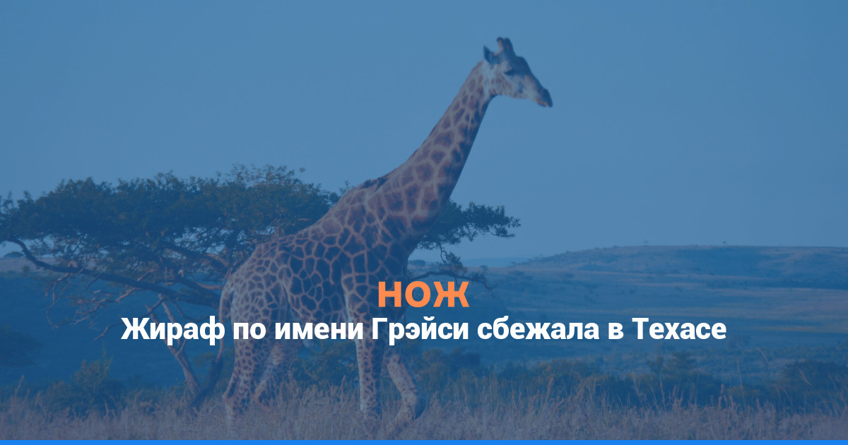 Жираф по имени Грэйси сбежала в Техасе