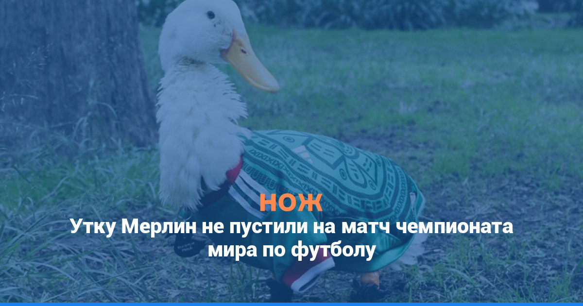 Утку Мерлин не пустили на матч чемпионата мира по футболу
