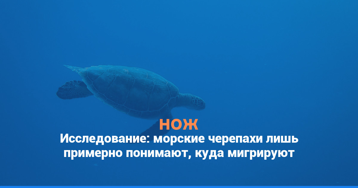 Исследование: морские черепахи лишь примерно понимают, куда мигрируют