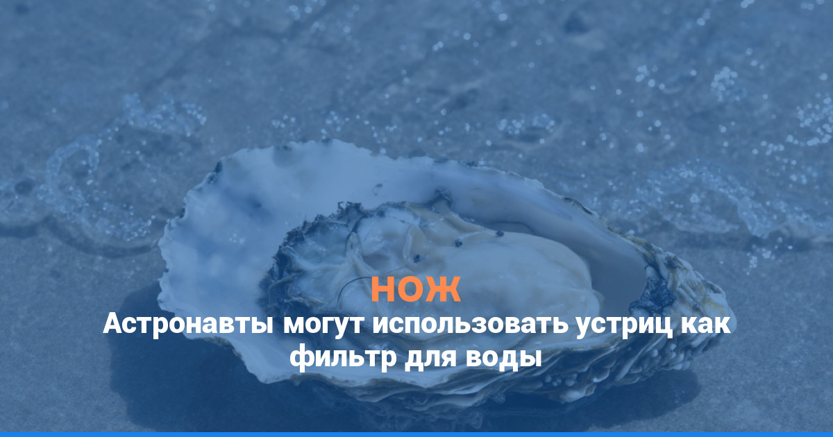 Астронавты могут использовать устриц как фильтр для воды