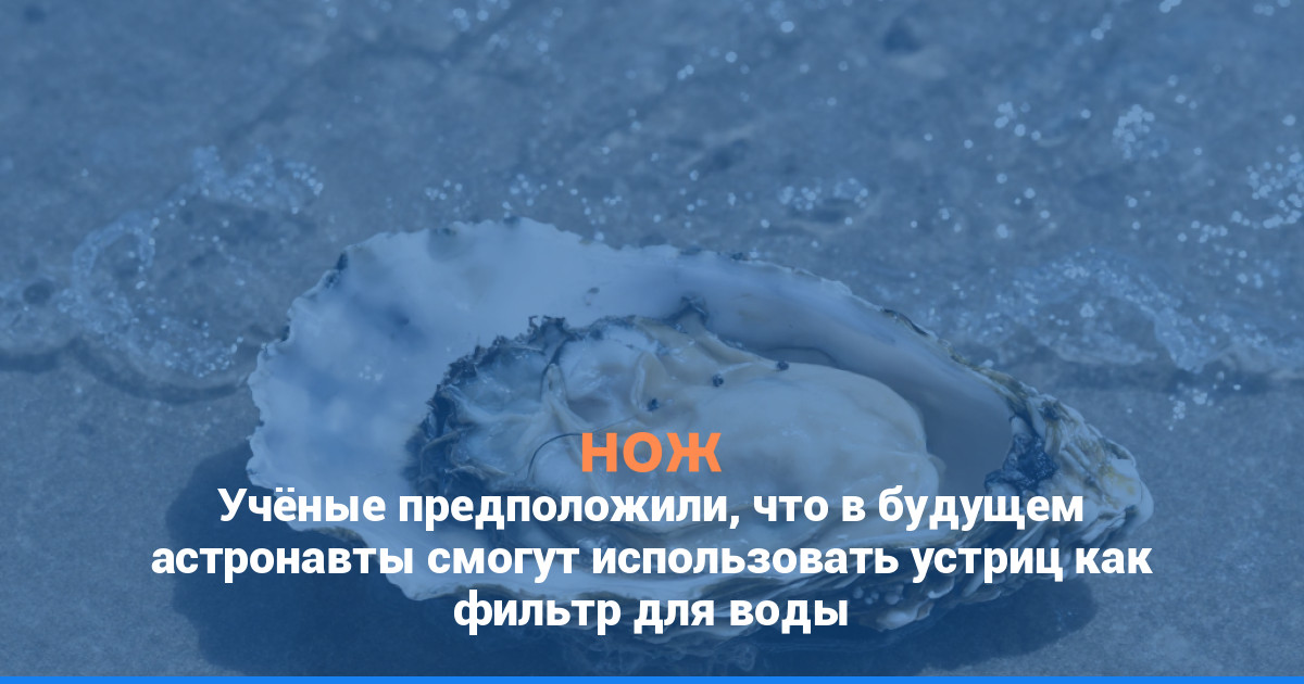 Учёные предположили, что в будущем астронавты смогут использовать устриц как фильтр для воды