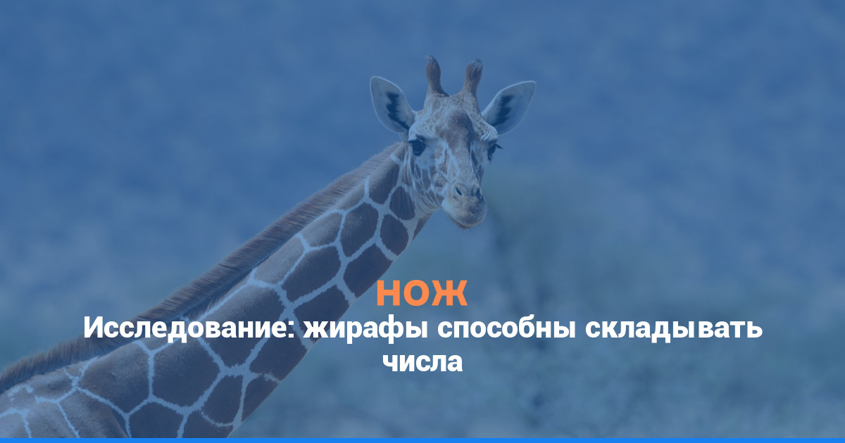 Исследование: жирафы способны складывать числа