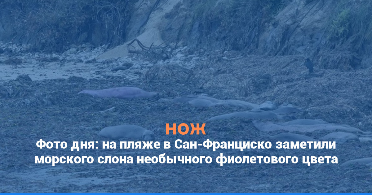 Фото дня: на пляже в Сан-Франциско заметили морского слона необычного фиолетового цвета