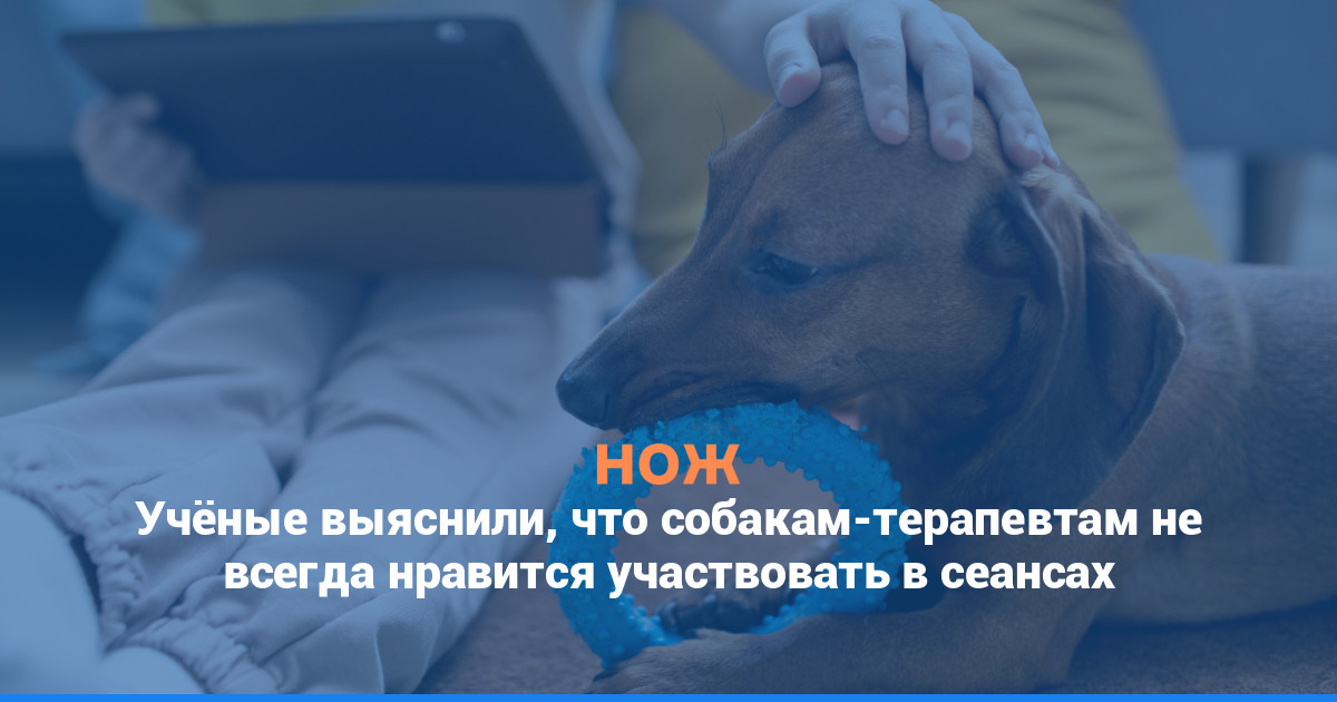 Учёные выяснили, что собакам-терапевтам не всегда нравится участвовать в сеансах