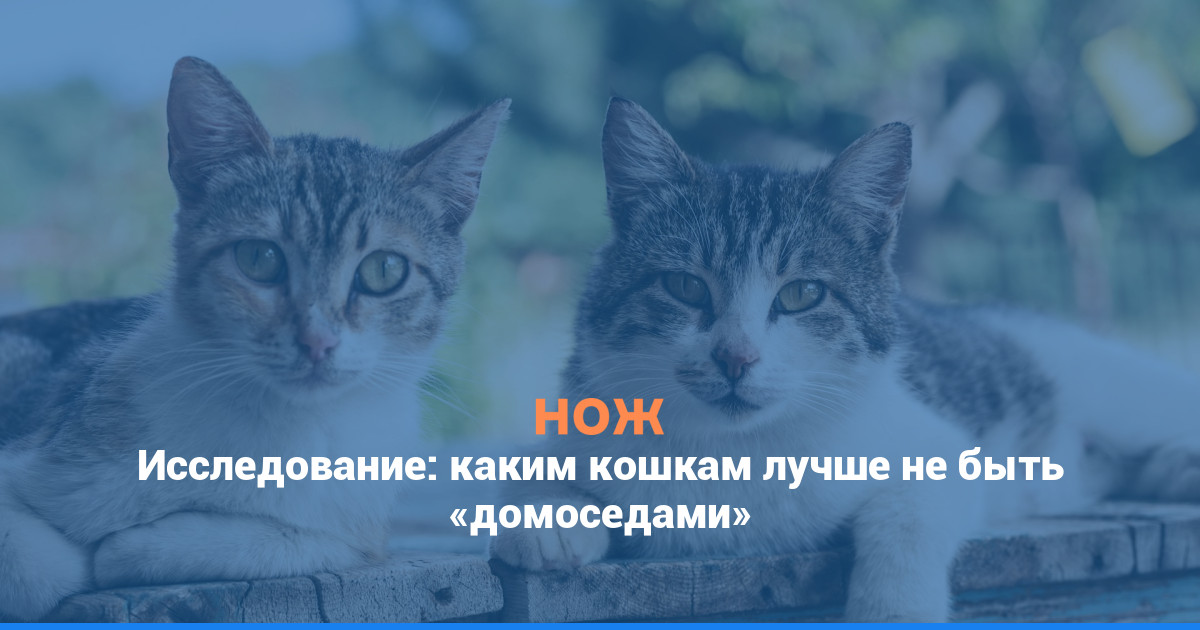 Исследование: каким кошкам лучше не быть «домоседами»