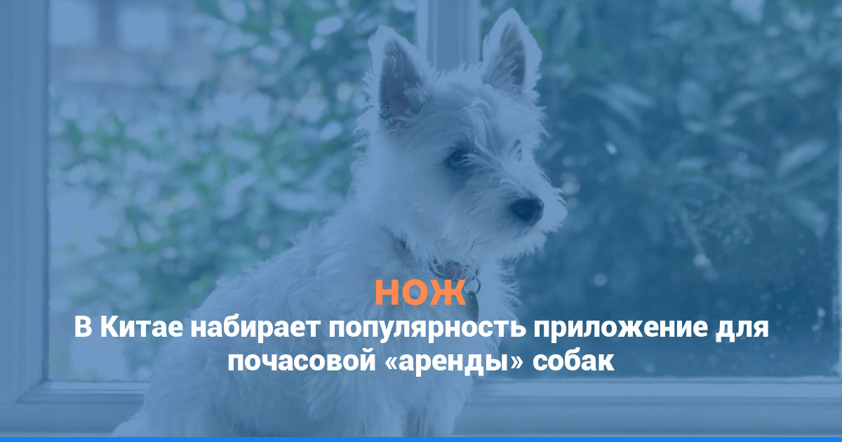 В Китае набирает популярность приложение для почасовой «аренды» собак
