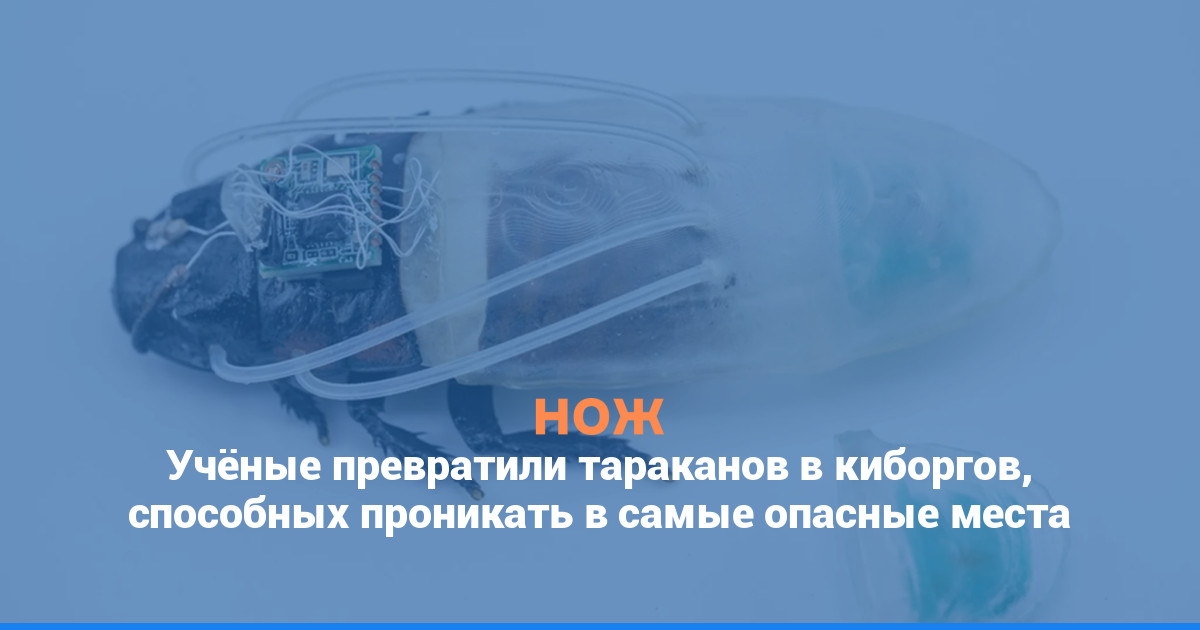 Учёные превратили тараканов в киборгов, способных проникать в самые опасные места