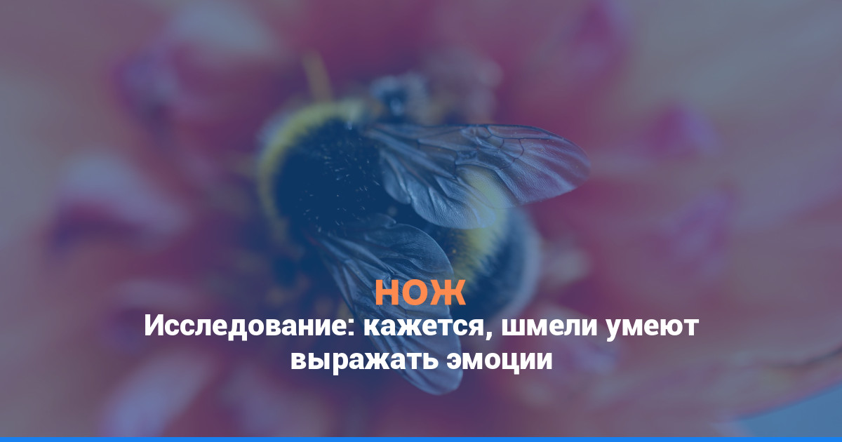 Исследование: кажется, шмели умеют выражать эмоции