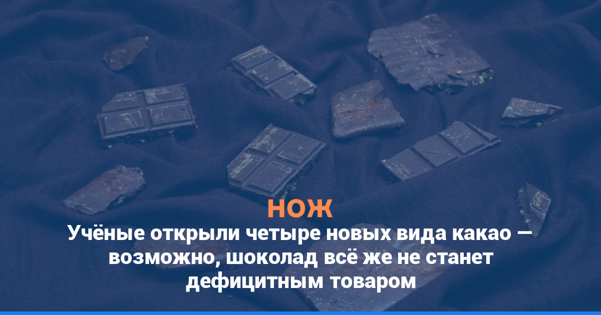 Учёные открыли четыре новых вида какао — возможно, шоколад всё же не станет дефицитным товаром
