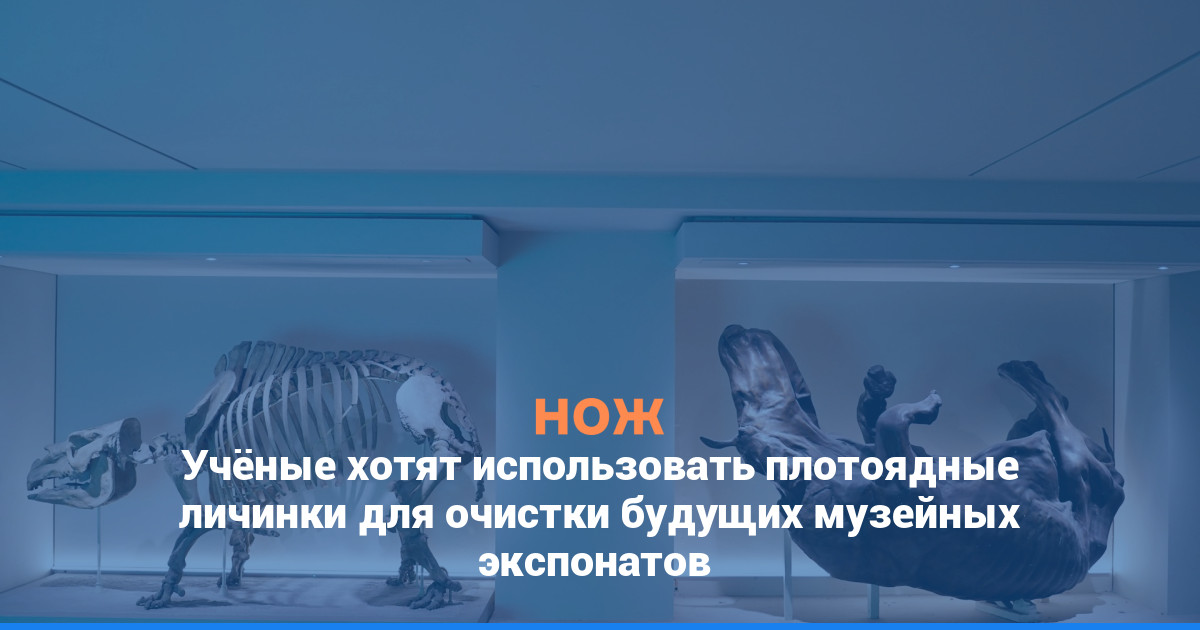 Учёные хотят использовать плотоядные личинки для очистки будущих музейных экспонатов