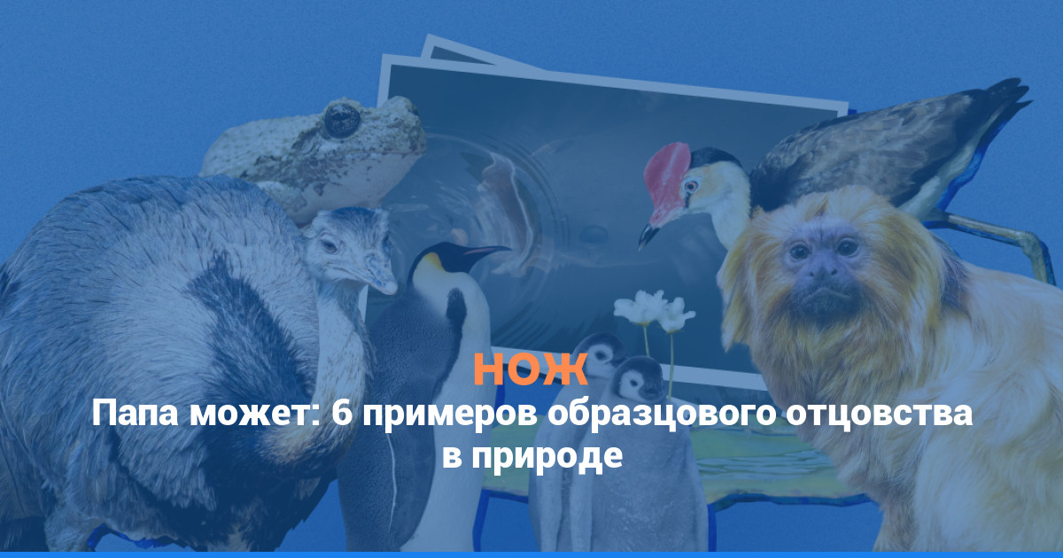 Папа может: 6 примеров образцового отцовства в природе