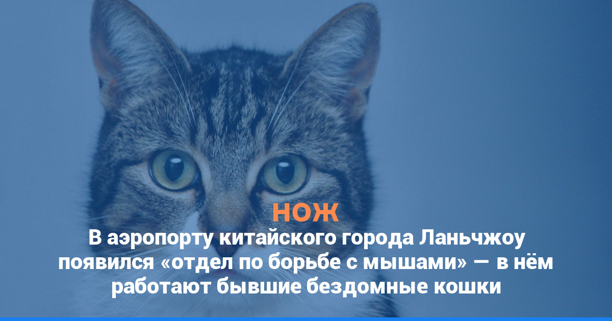 В аэропорту китайского города Ланьчжоу появился «отдел по борьбе с мышами» — в нём работают бывшие бездомные кошки