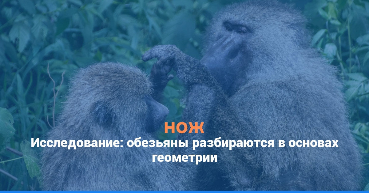 Исследование: обезьяны разбираются в основах геометрии