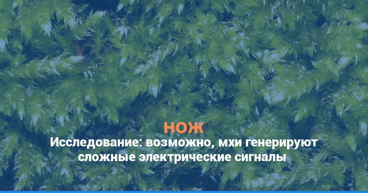Исследование: возможно, мхи генерируют сложные электрические сигналы