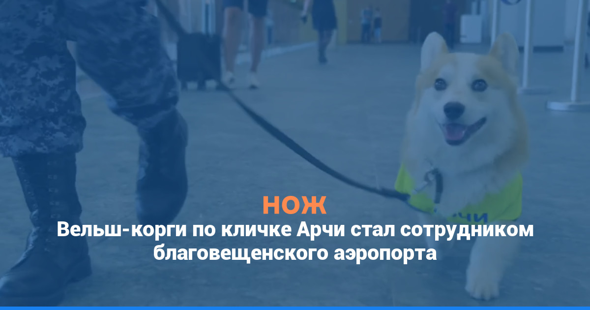 Вельш-корги по кличке Арчи стал сотрудником благовещенского аэропорта