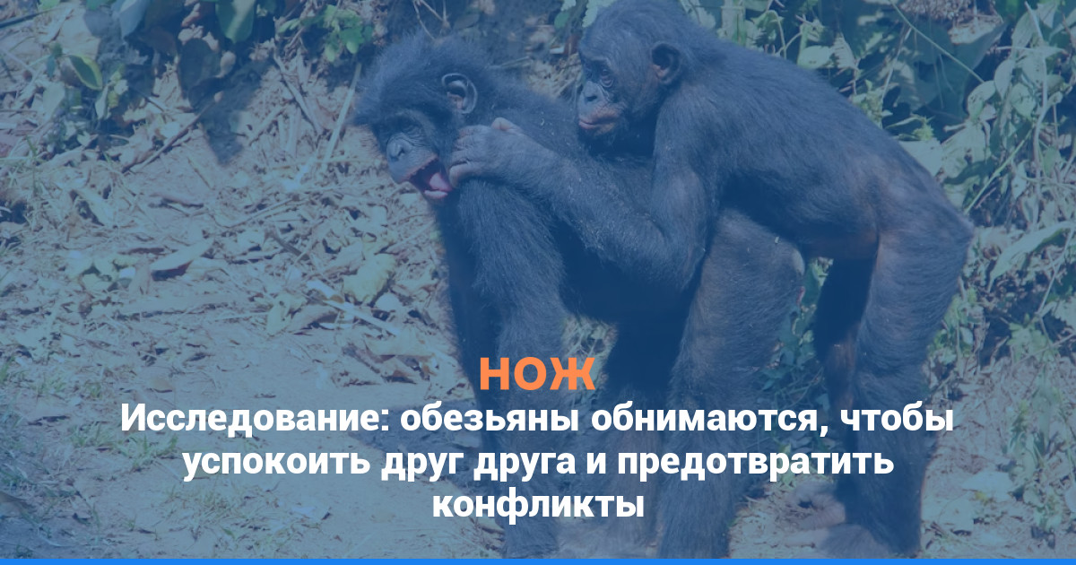 Исследование: обезьяны обнимаются, чтобы успокоить друг друга и предотвратить конфликты