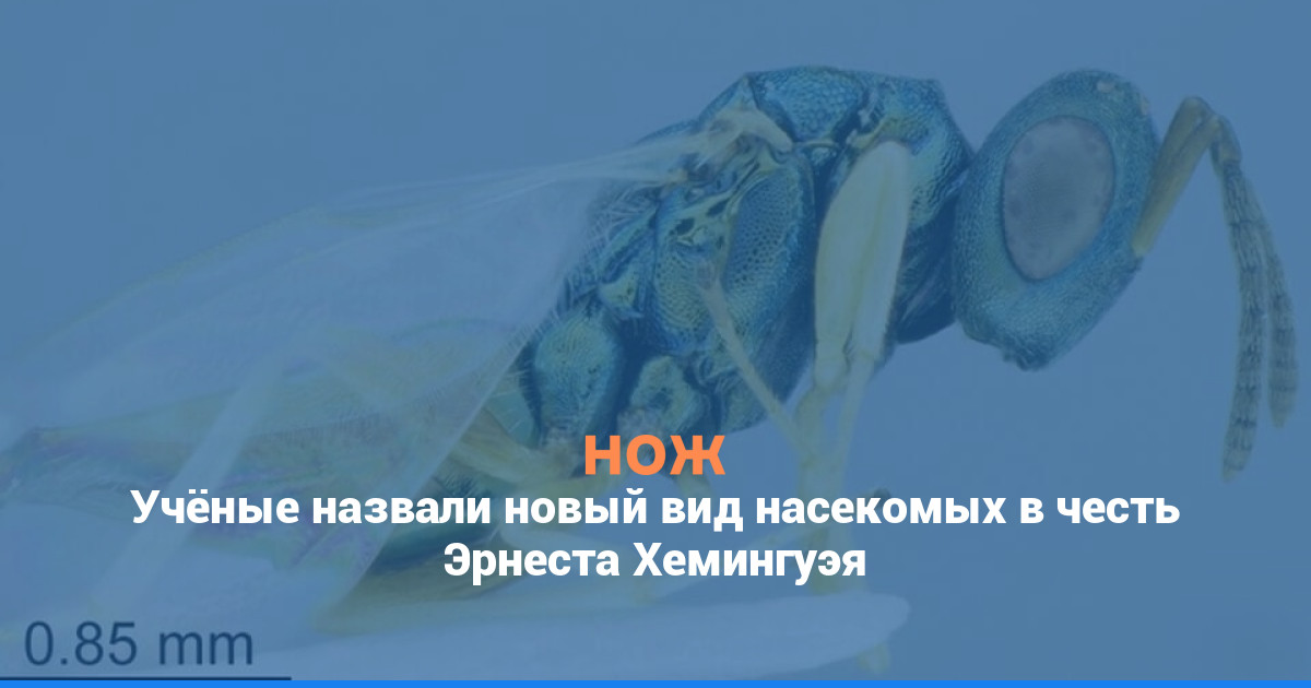 Учёные назвали новый вид насекомых в честь Эрнеста Хемингуэя