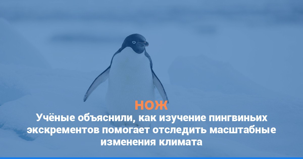 Учёные объяснили, как изучение пингвиньих экскрементов помогает отследить масштабные изменения климата