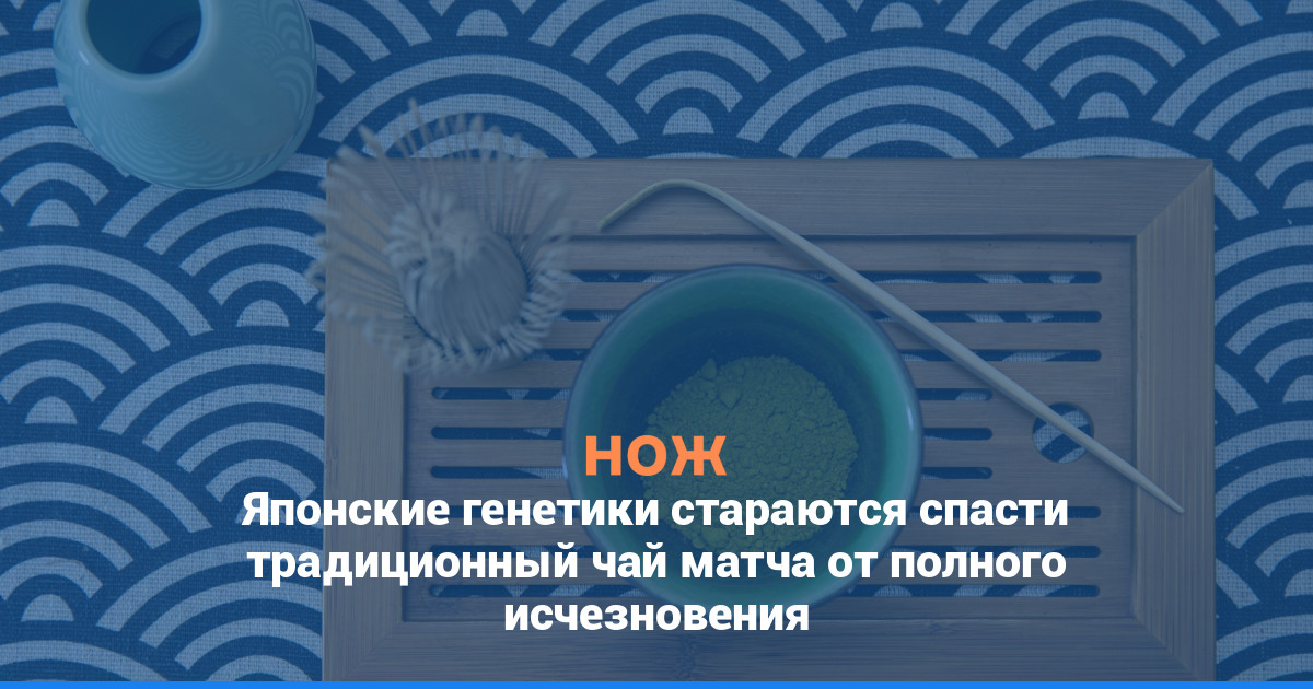 Японские генетики стараются спасти традиционный чай матча от полного исчезновения
