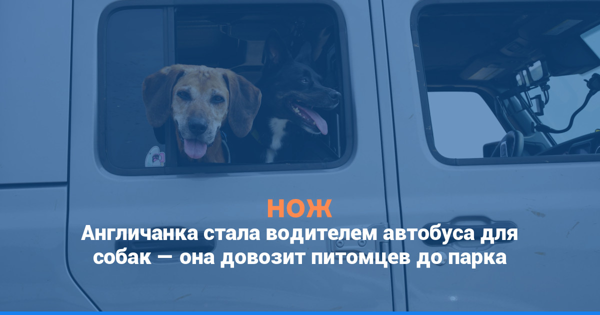 Англичанка стала водителем автобуса для собак — она довозит питомцев до парка