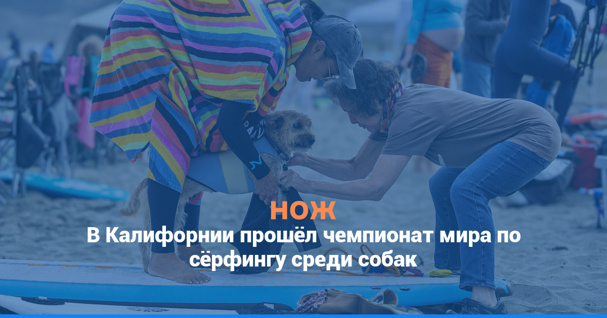 В Калифорнии прошёл чемпионат мира по сёрфингу среди собак