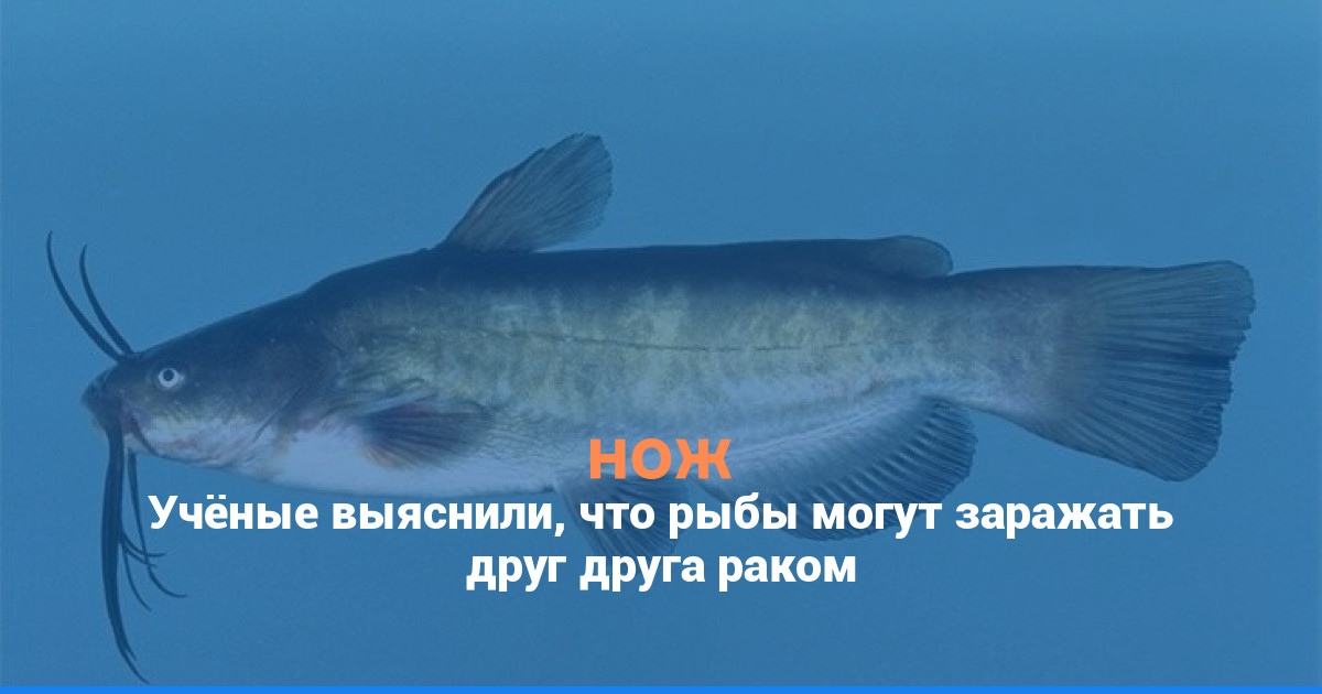 Учёные выяснили, что рыбы могут заражать друг друга раком