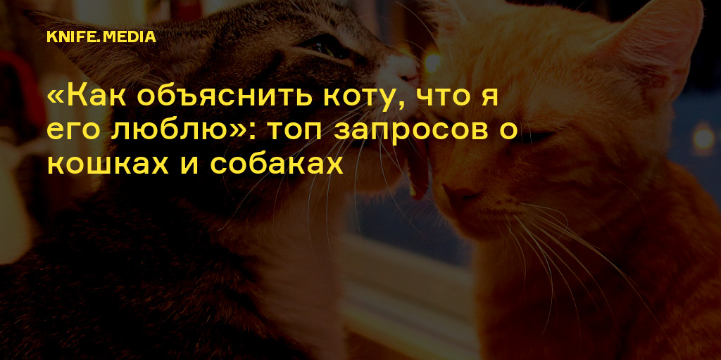 Как посветить день коту чтобы ему понравилось. Как объяснить коту что он живет у меня. Как объяснить коту что я его люблю. Как показать коту что я его люблю. Как объяснить коту что он кот а не собака.