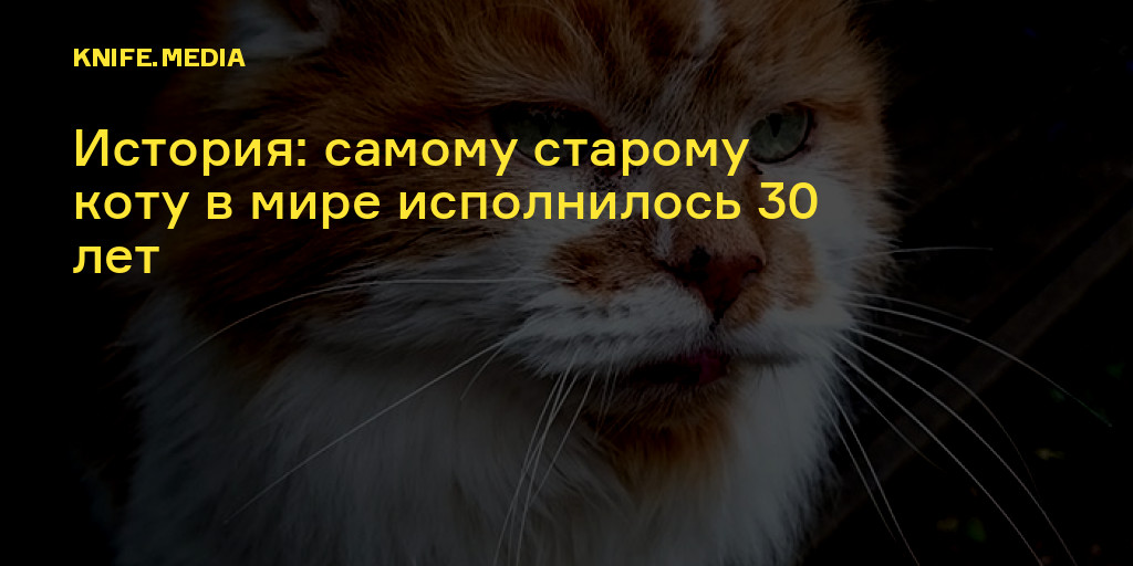 Отдать старого кота