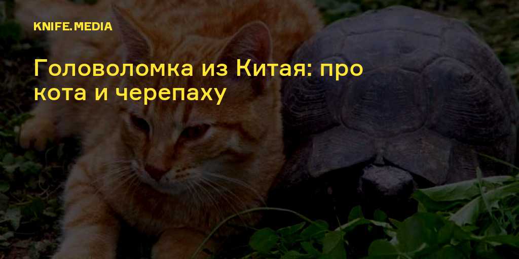 Китайская задача про стол кота и черепаху