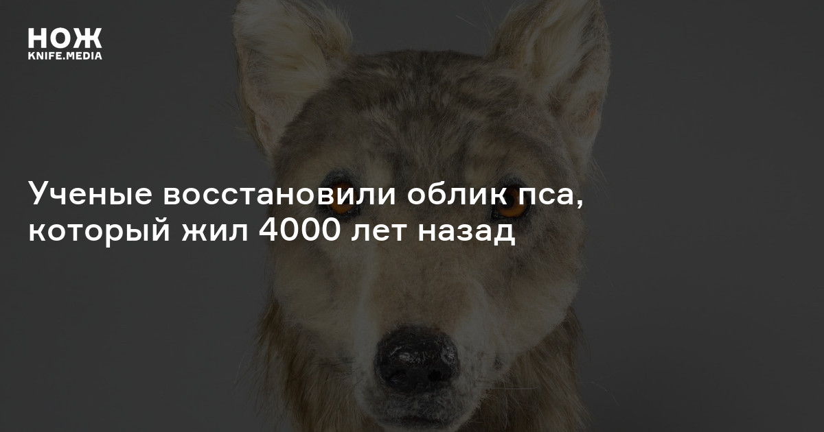 Вернуть облик. Собака 4000 лет назад. Каких животных хотят возродить ученые. Каких животных хотят воскресить ученые. Животные которых хотят вернуть учёные.