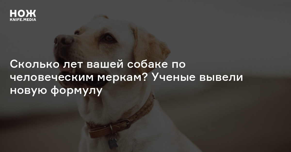 Сколько лет вашей собаке по человеческим меркам? Ученые вывели новую ...