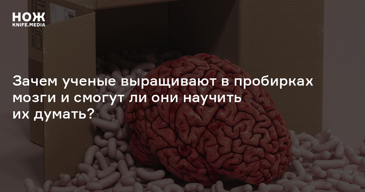 Зачем ученые выращивают в пробирках мозги и смогут ли они научить их ...