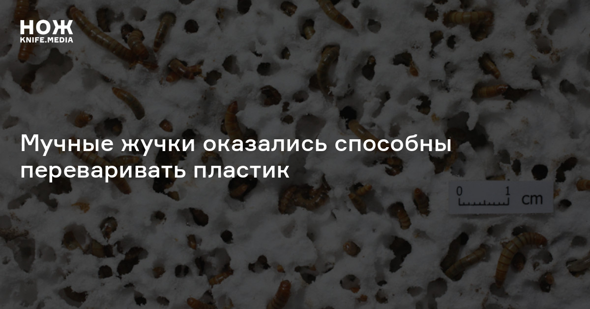 Мучные жучки оказались способны переваривать пластик — Нож