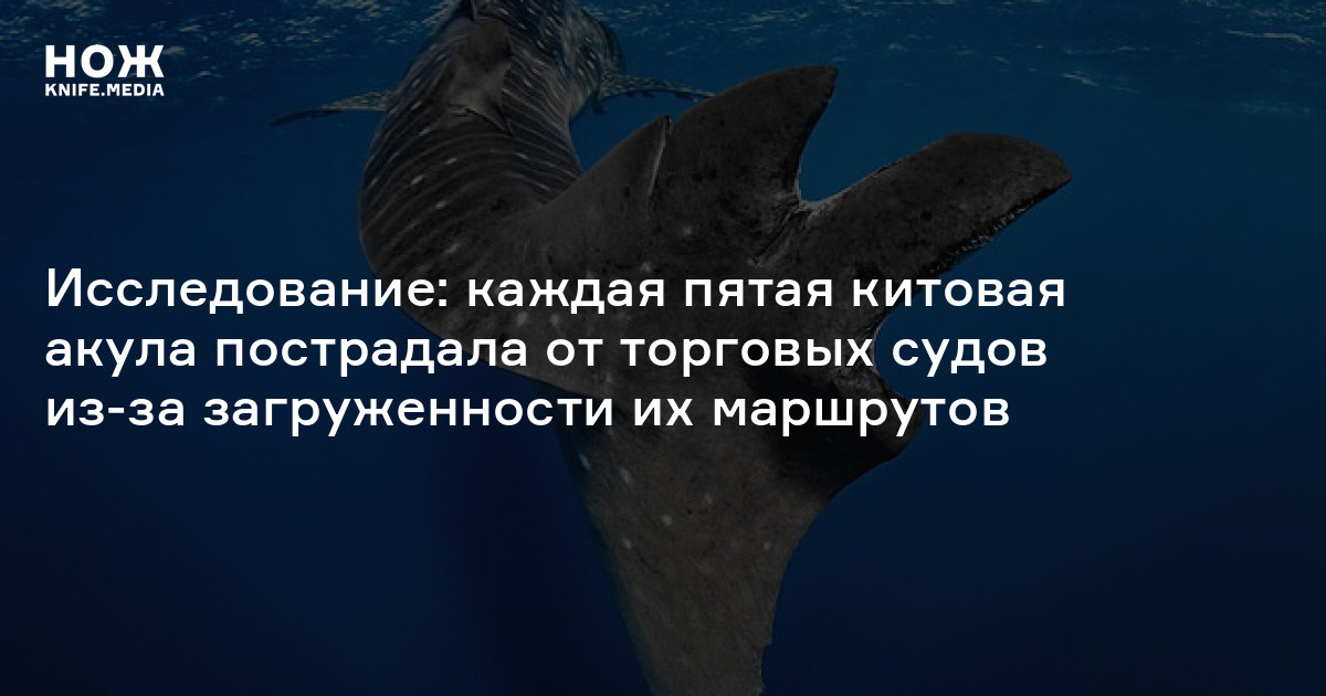 Управляющая кит. 5 китов. 5 китов образования. китовая акула добрые или злые. 5 китов бизнеса.
