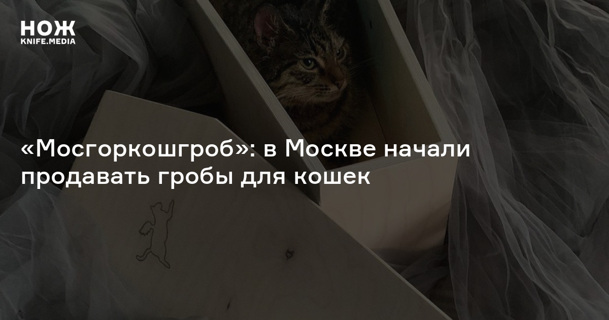 «Мосгоркошгроб»: в Москве начали продавать гробы для кошек — Нож