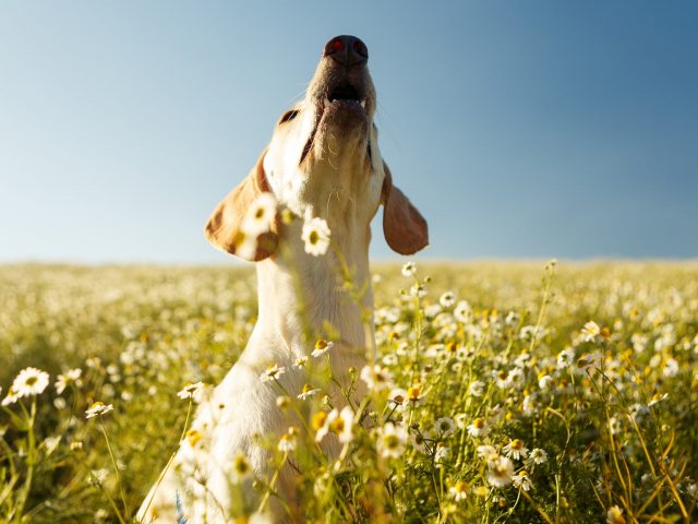 Футурологи: искусственный интеллект скоро научится переводить «речь» домашних животных, и эти устройства ждет консьюмеристский бум